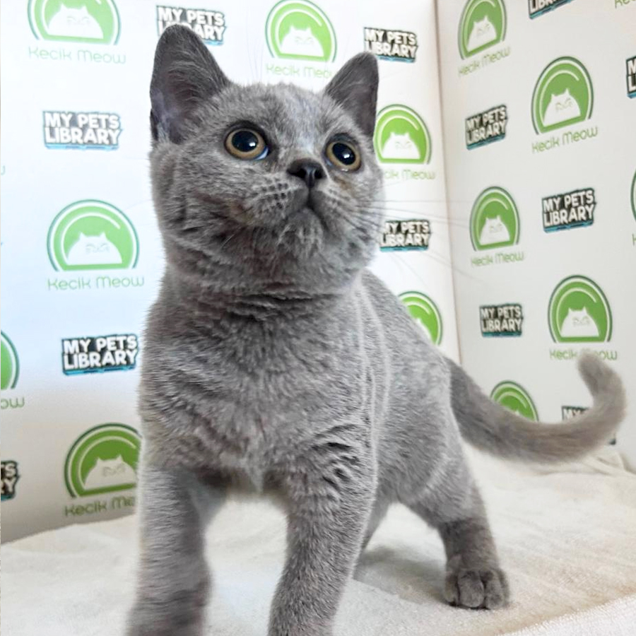 British Shorthair Kitten