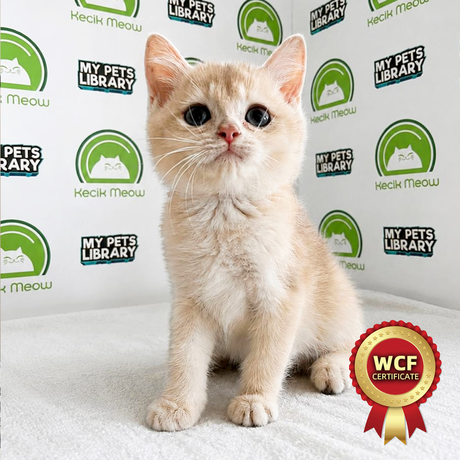 WCF British Shorthair Kitten