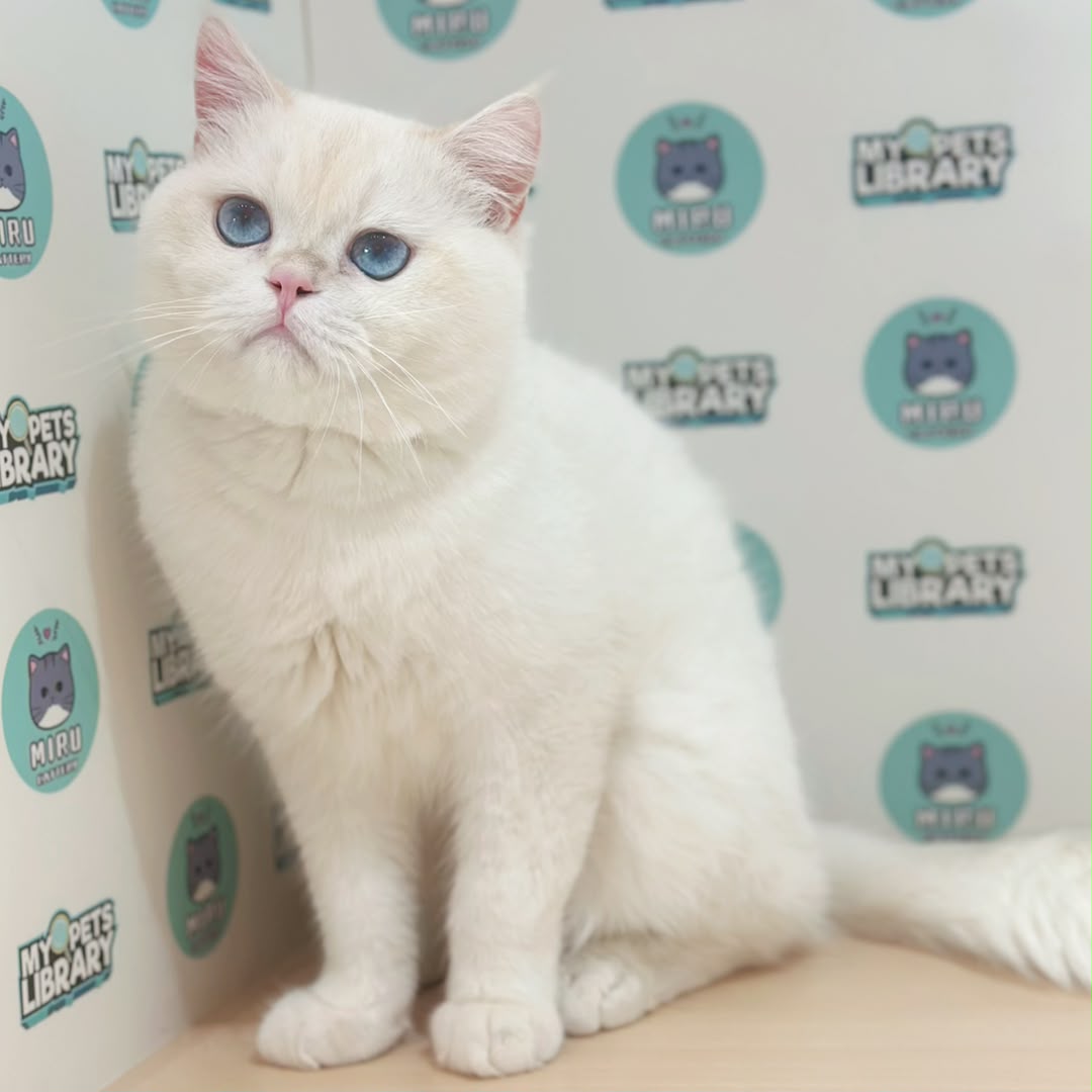 British Shorthair Kitten