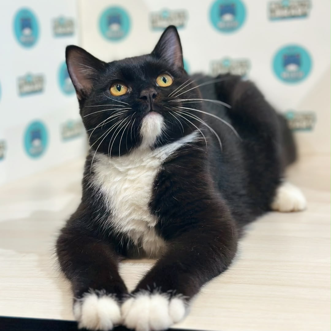 Scottishstraight Kitten