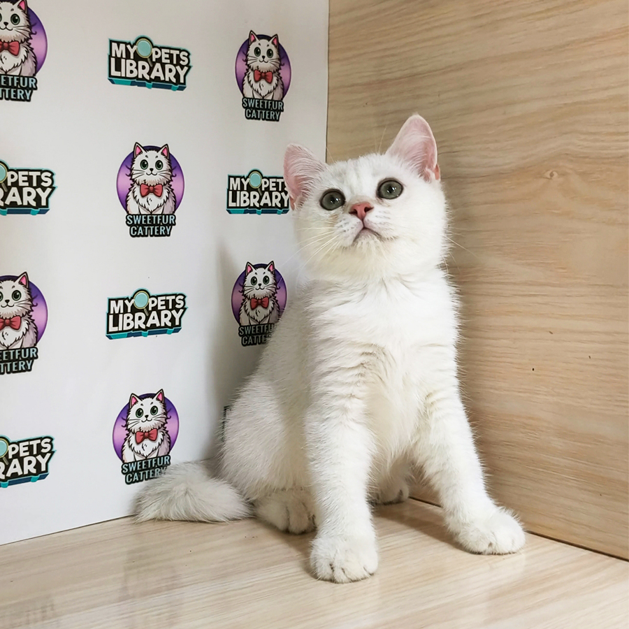 British Shorthair Kitten