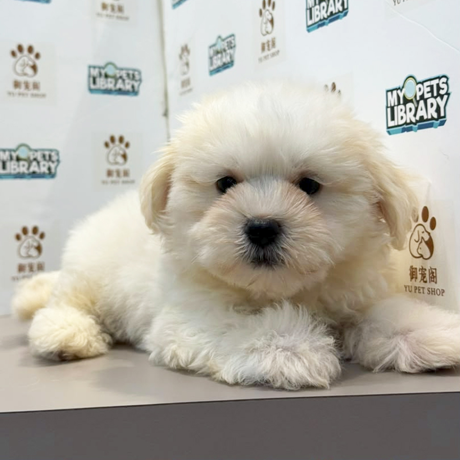 Maltipoo Puppy