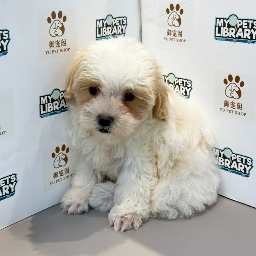 Maltipoo Puppy