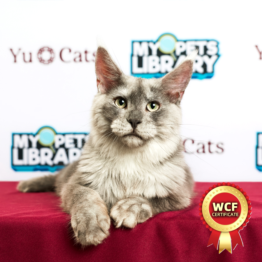 WCF MaineCoon Kitten