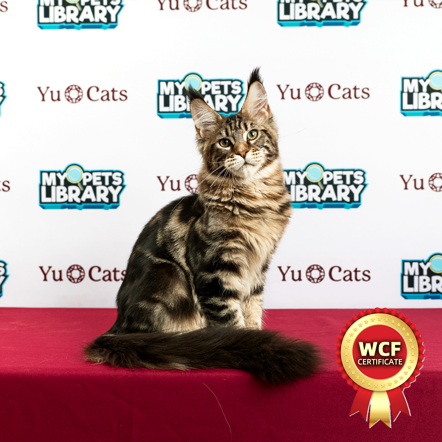 WCF MaineCoon Kitten