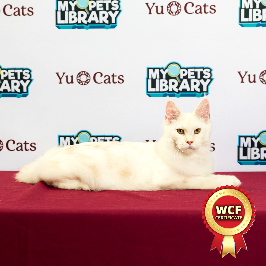 WCF MaineCoon Kitten