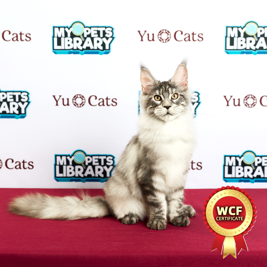 WCF MaineCoon Kitten