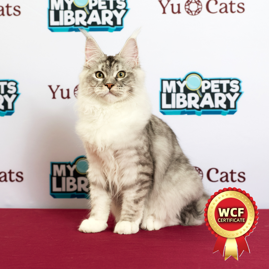WCF MaineCoon Kitten