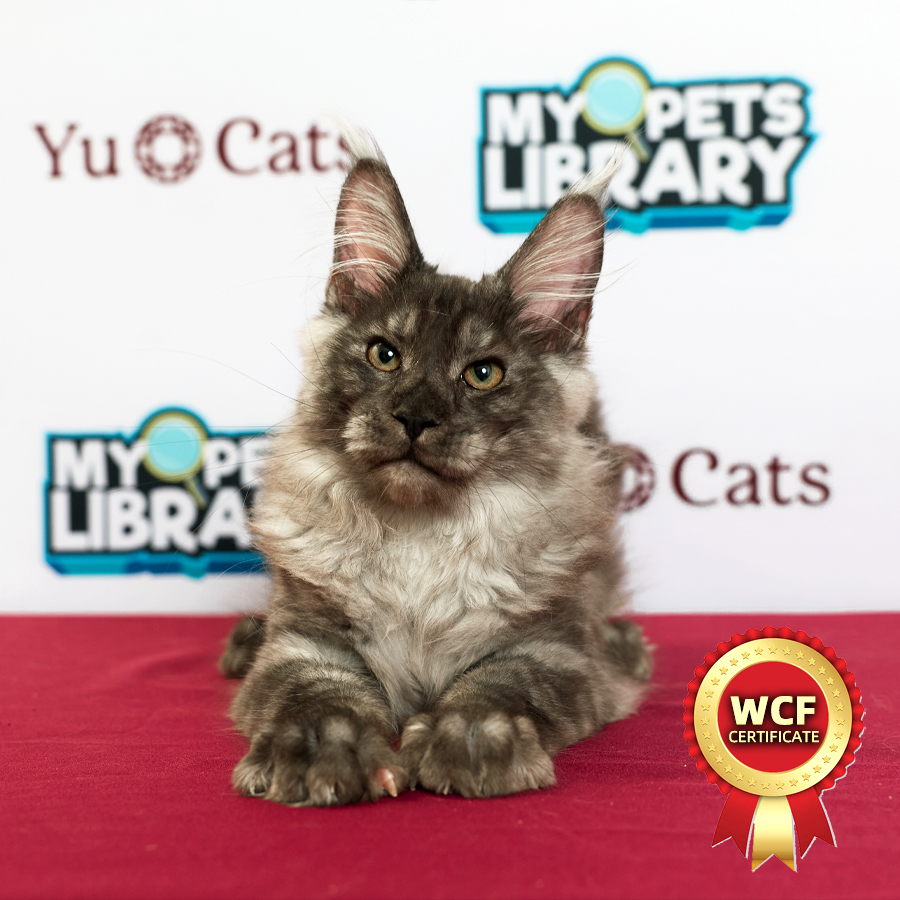 WCF MaineCoon Kitten