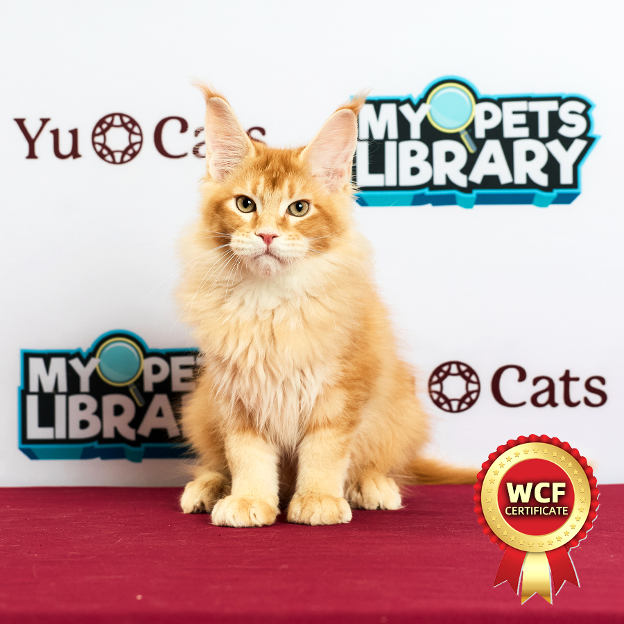 WCF MaineCoon Kitten