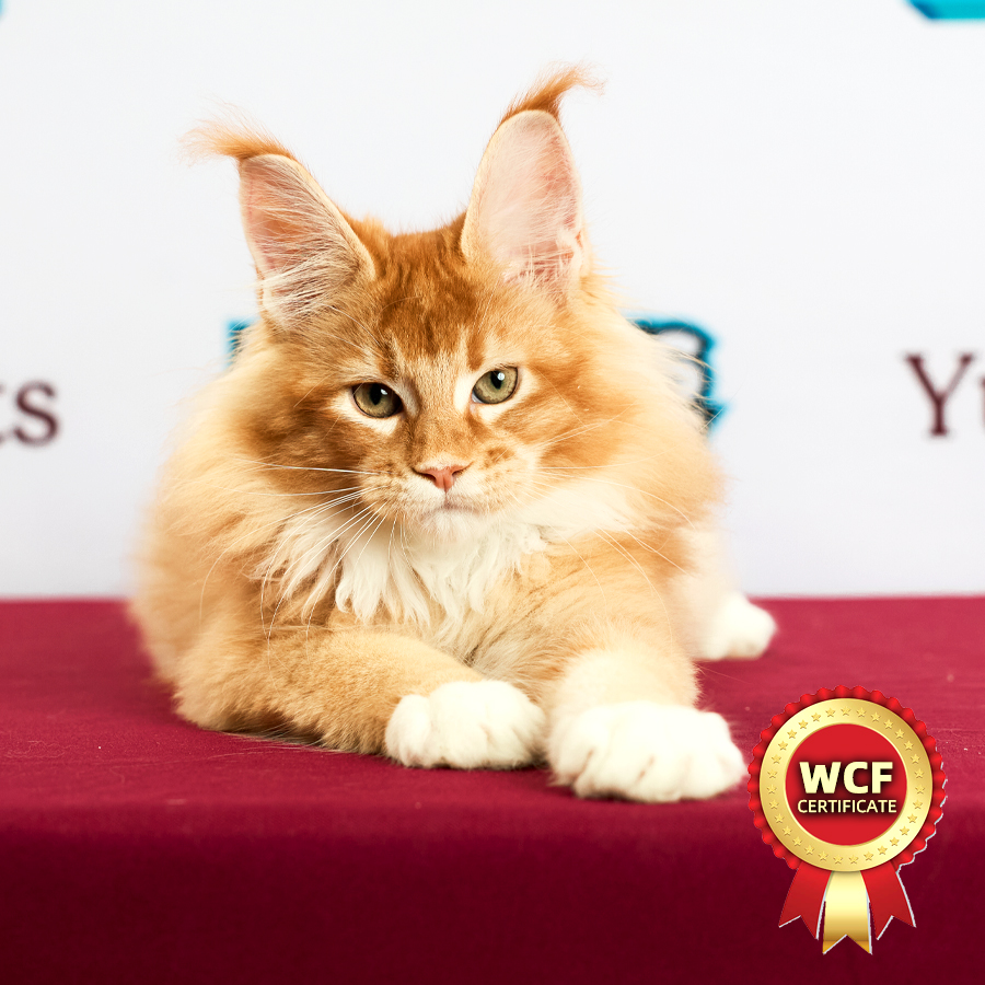 WCF MaineCoon Kitten