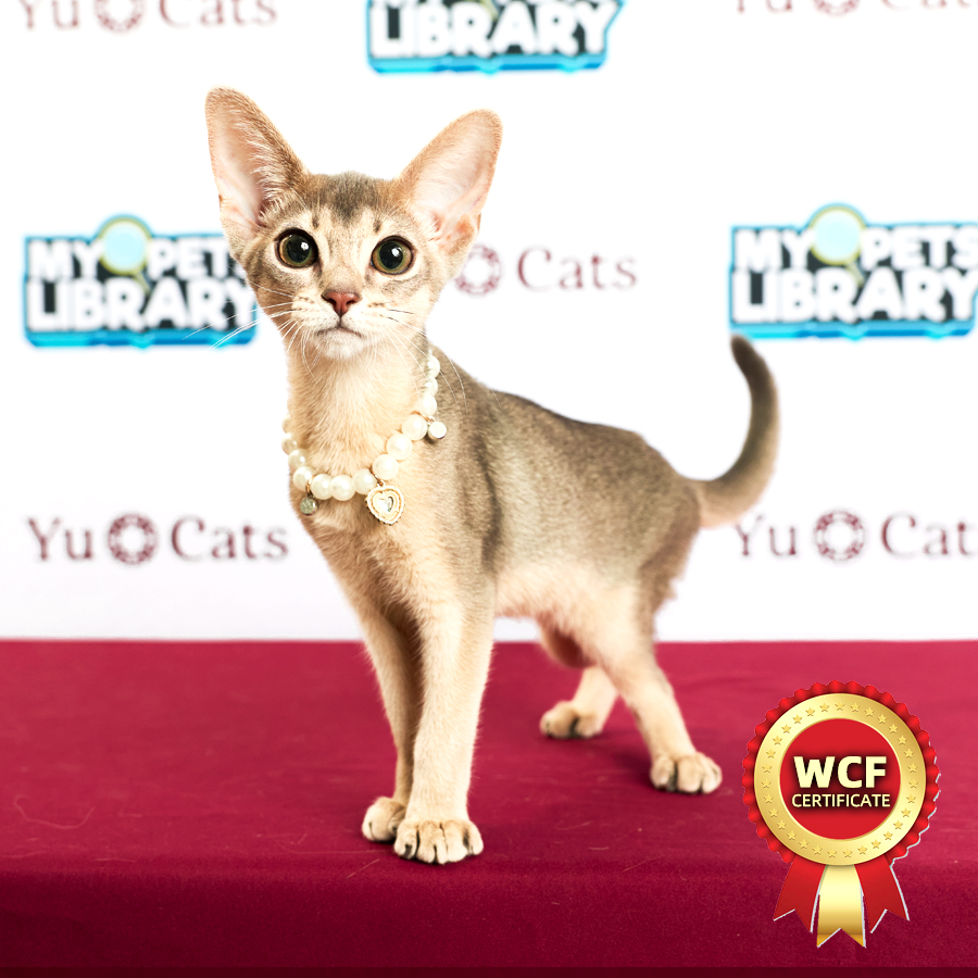 WCF Abyssinian Kitten
