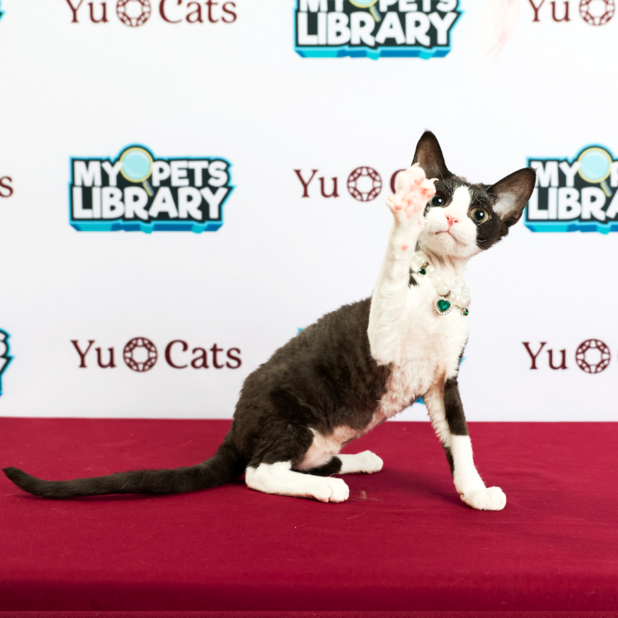 Devon Rex Kitten