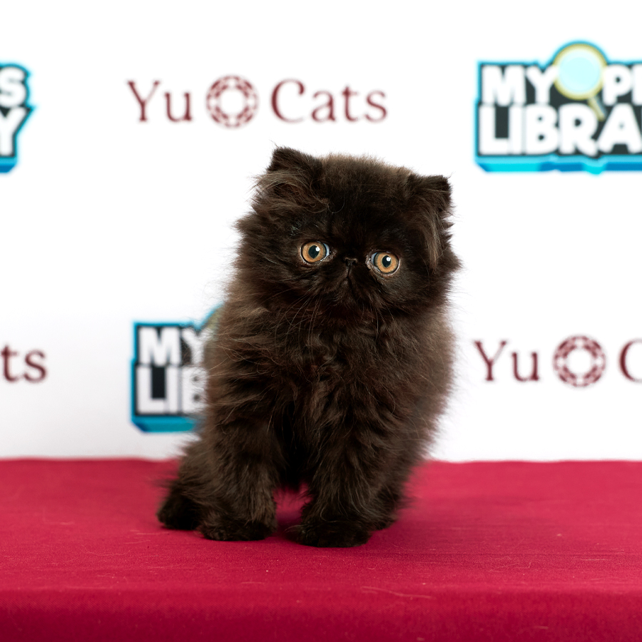 Persian Kitten