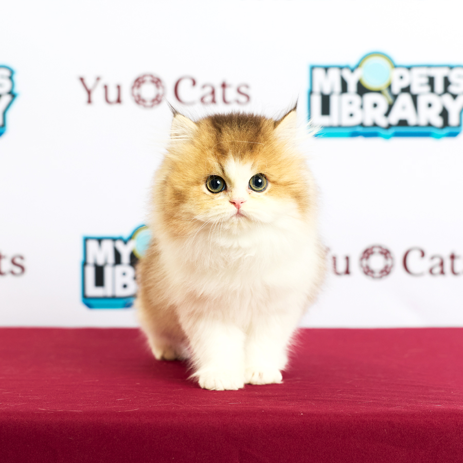 Minuet Napoleon Kitten
