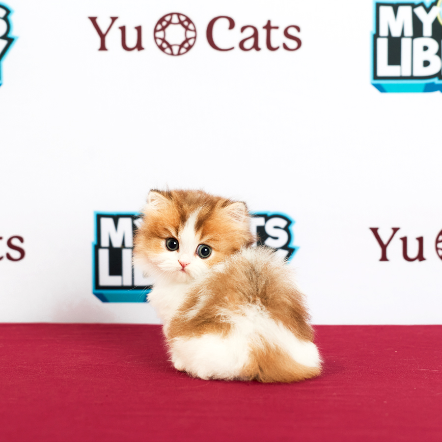 Minuet Napoleon Kitten