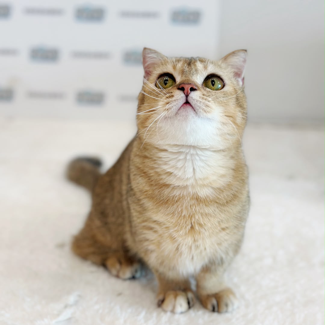 Super Short Munchkin British Shorthair Kitten