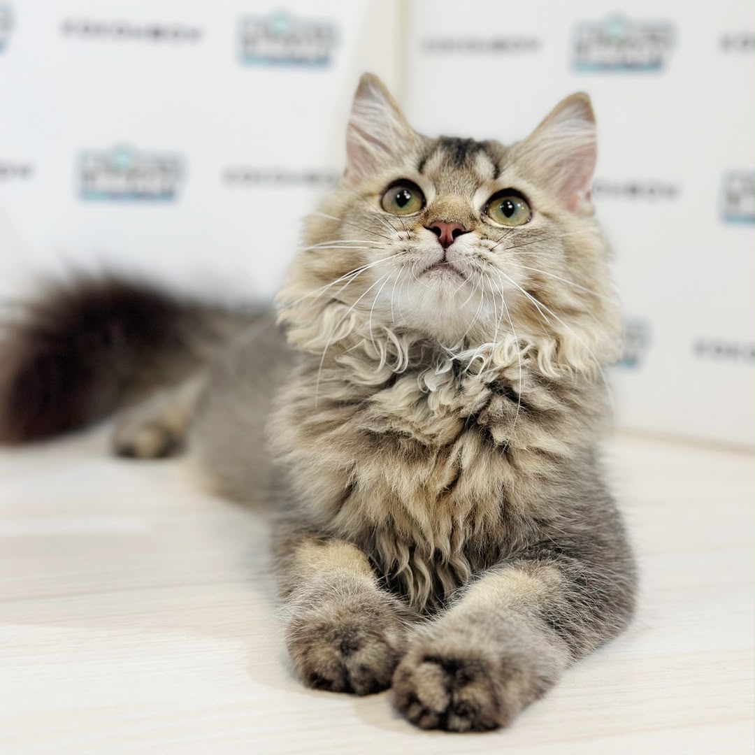 British Longhair Kitten