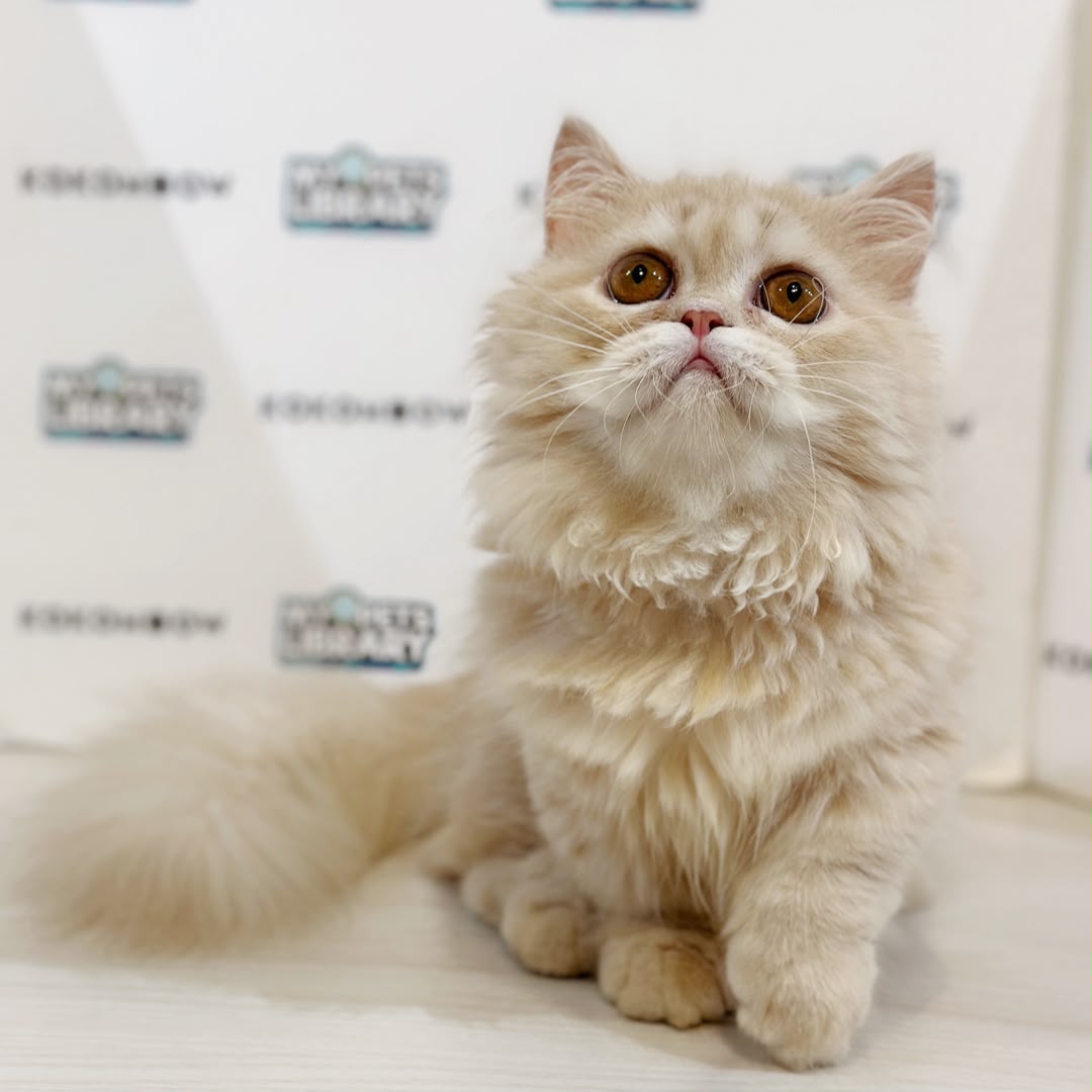 Super Short Minuet Napoleon Kitten