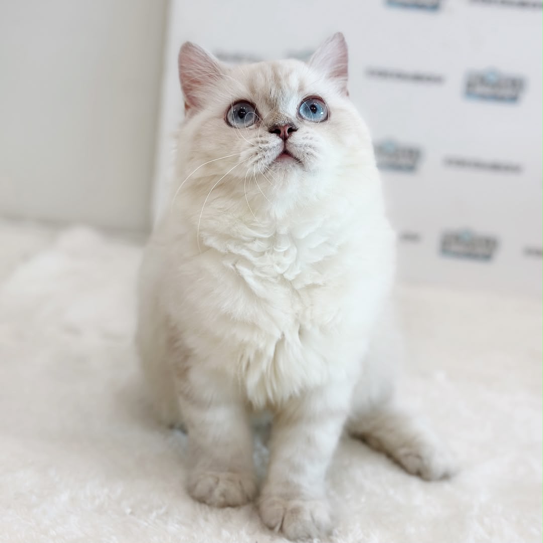 Himalayan Persian Kitten