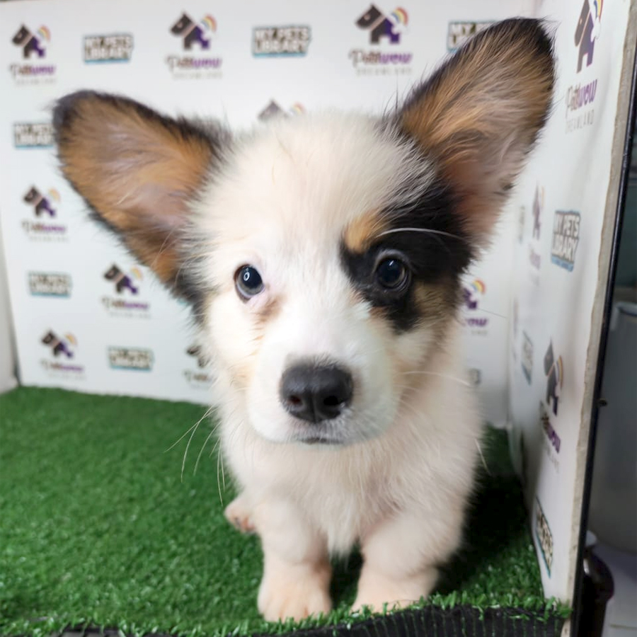 Pembroke Welsh Corgi Puppy