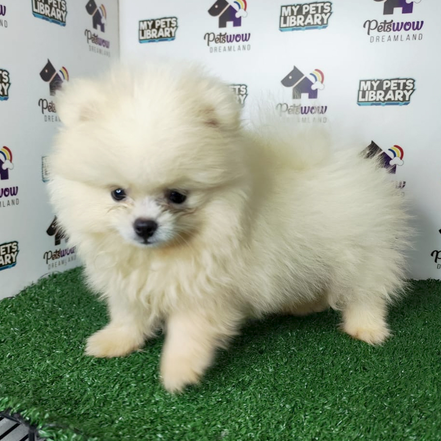 Pomeranian Puppy