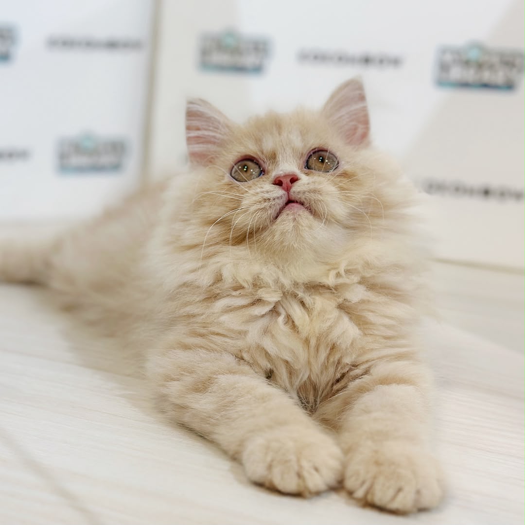 Persian Kitten