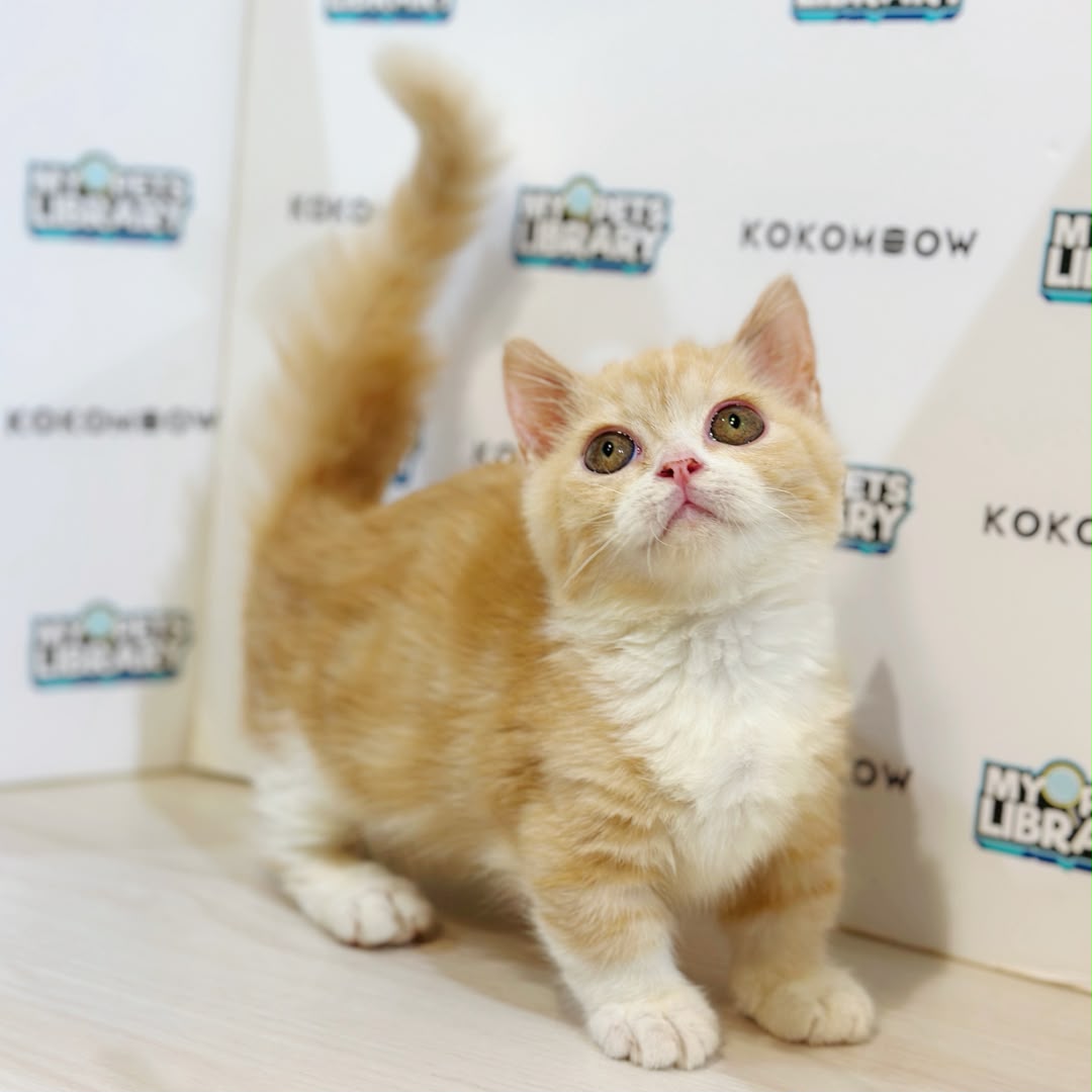 Super Short Munchkin British Shorthair Kitten