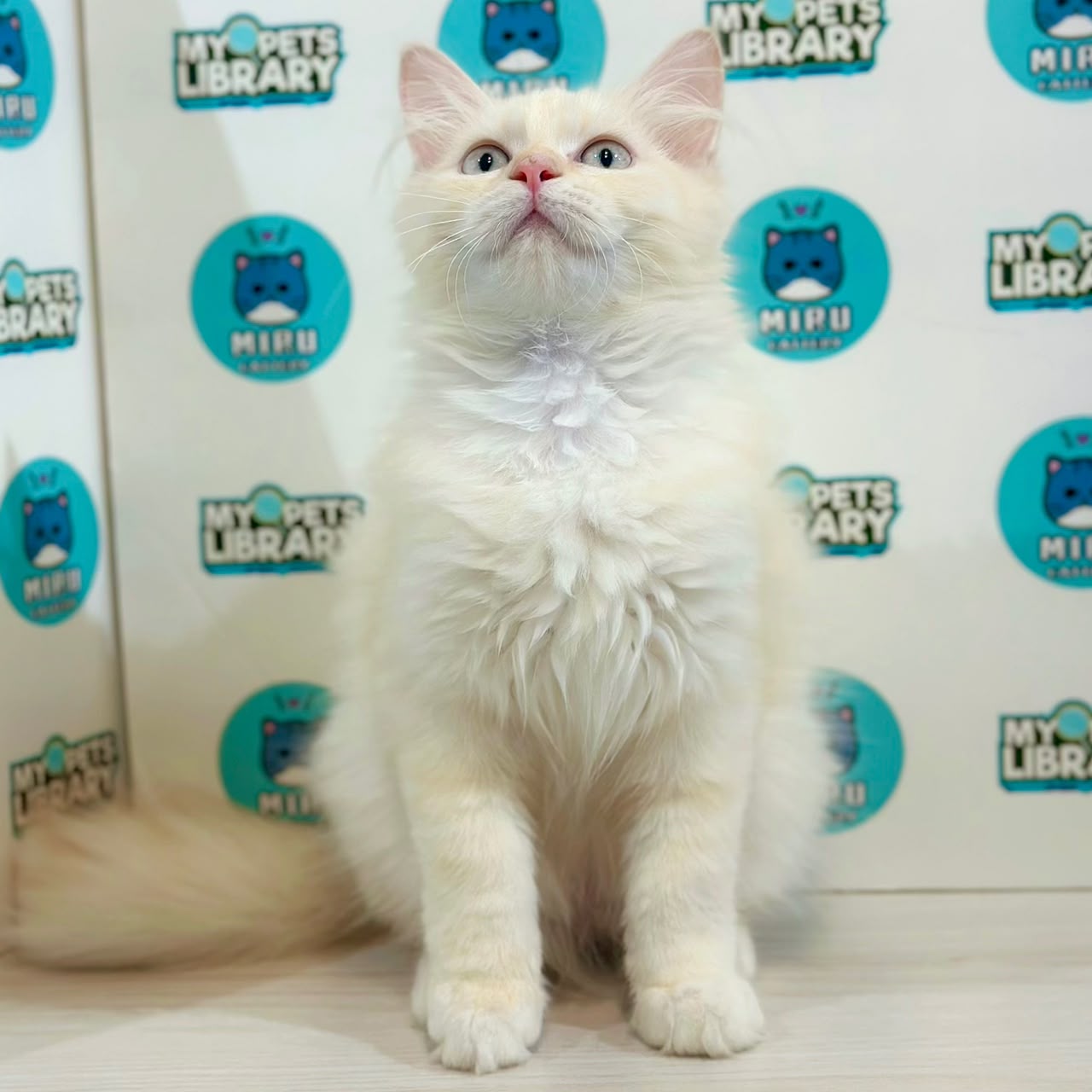 Maine Coon Persian Kitten