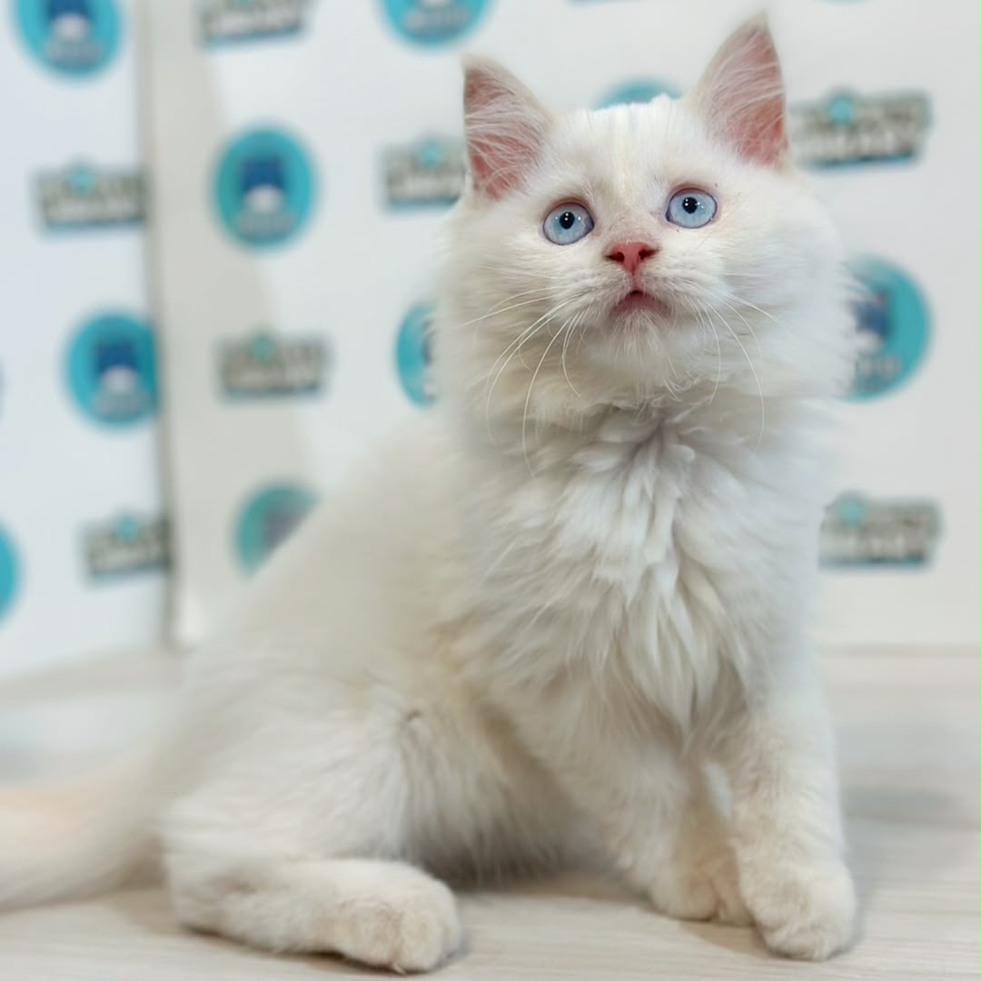 Turkish Angora Persian Kitten