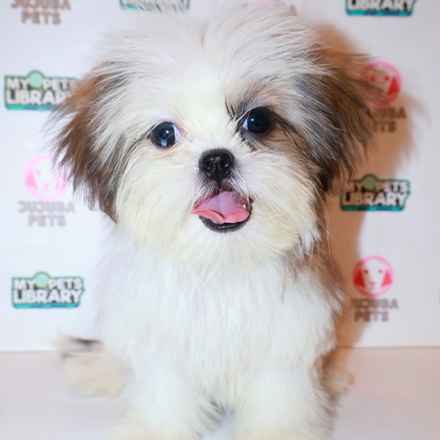 Shih Tzu Puppy