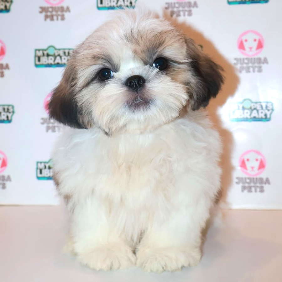 Shih Tzu Puppy