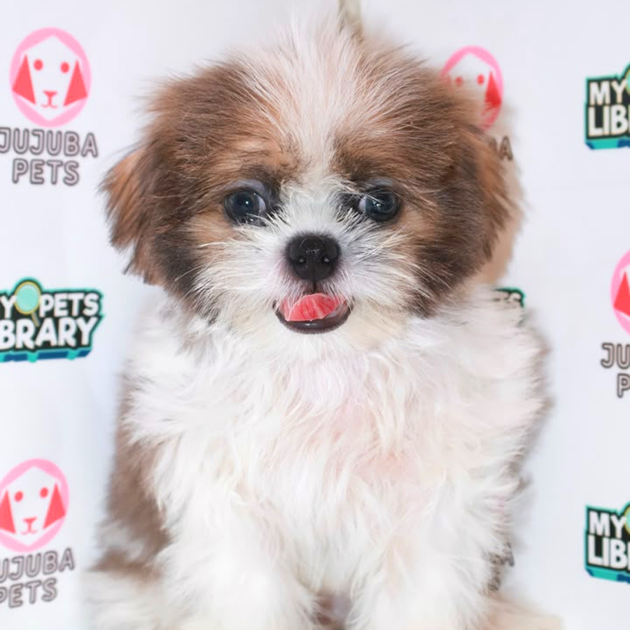 Shih Tzu Puppy