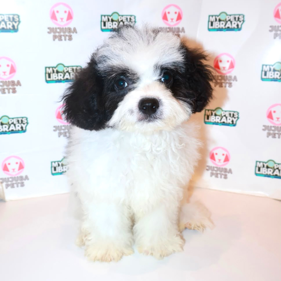 Shihpoo Puppy