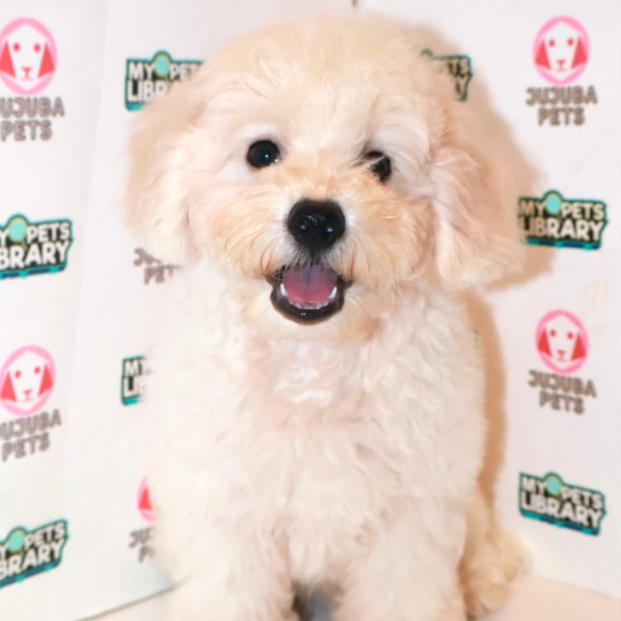 Maltichon Puppy