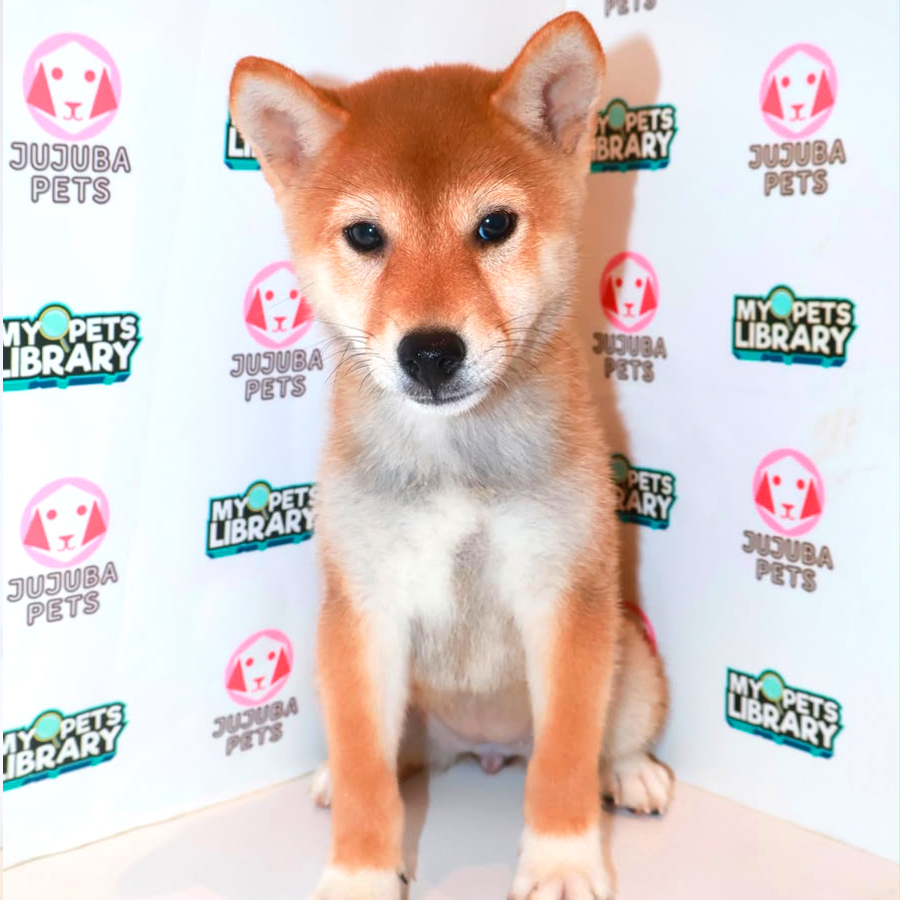 Shiba Inu Puppy