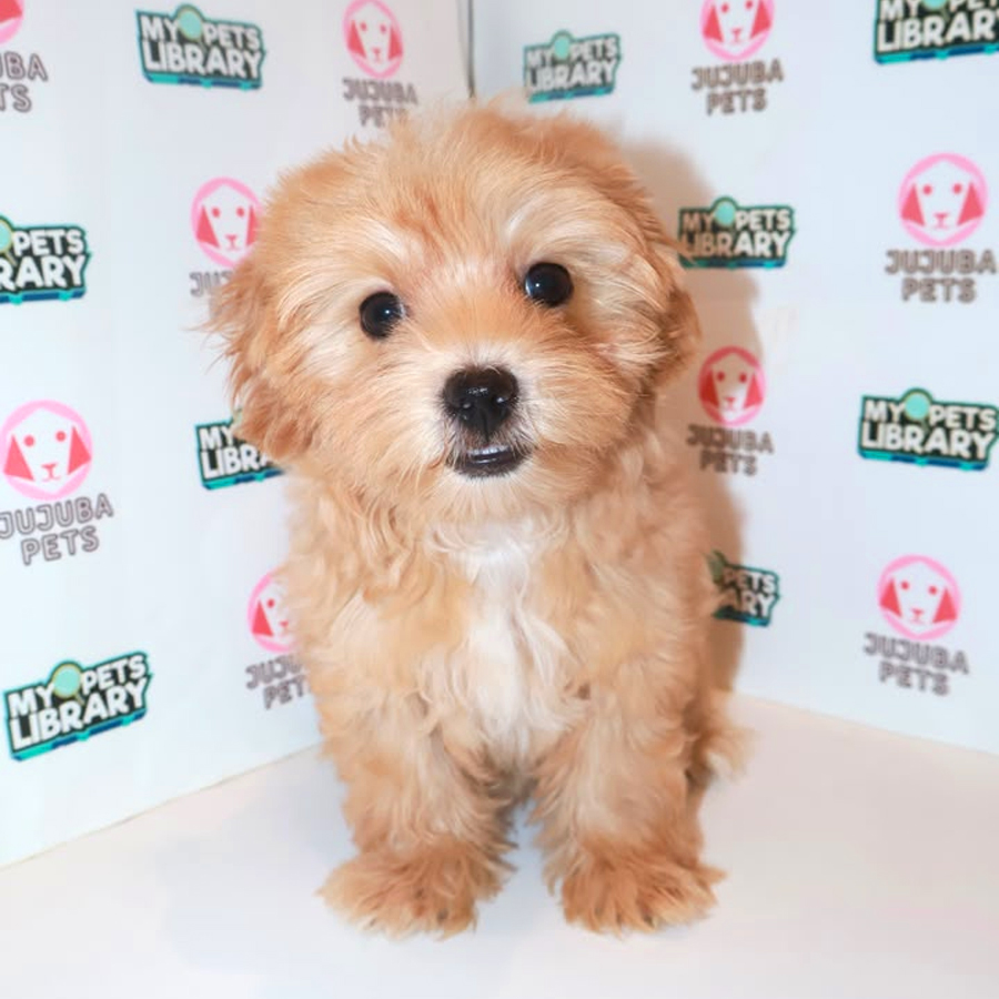 Maltipoo Puppy