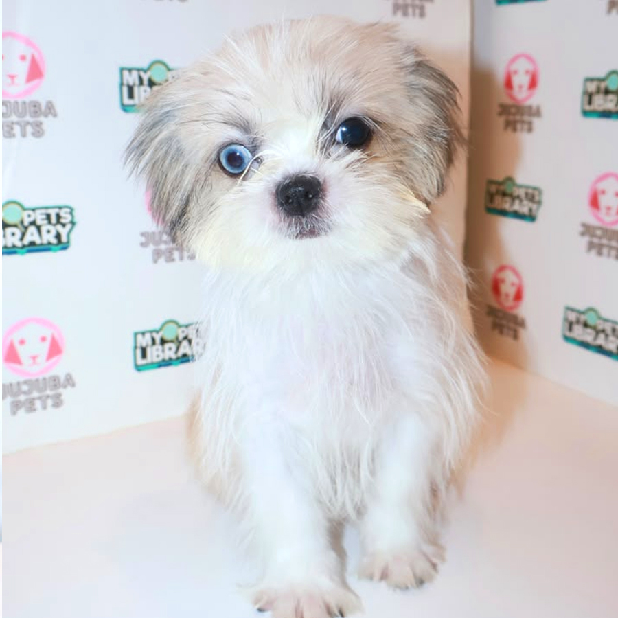 Shih Tzu Puppy