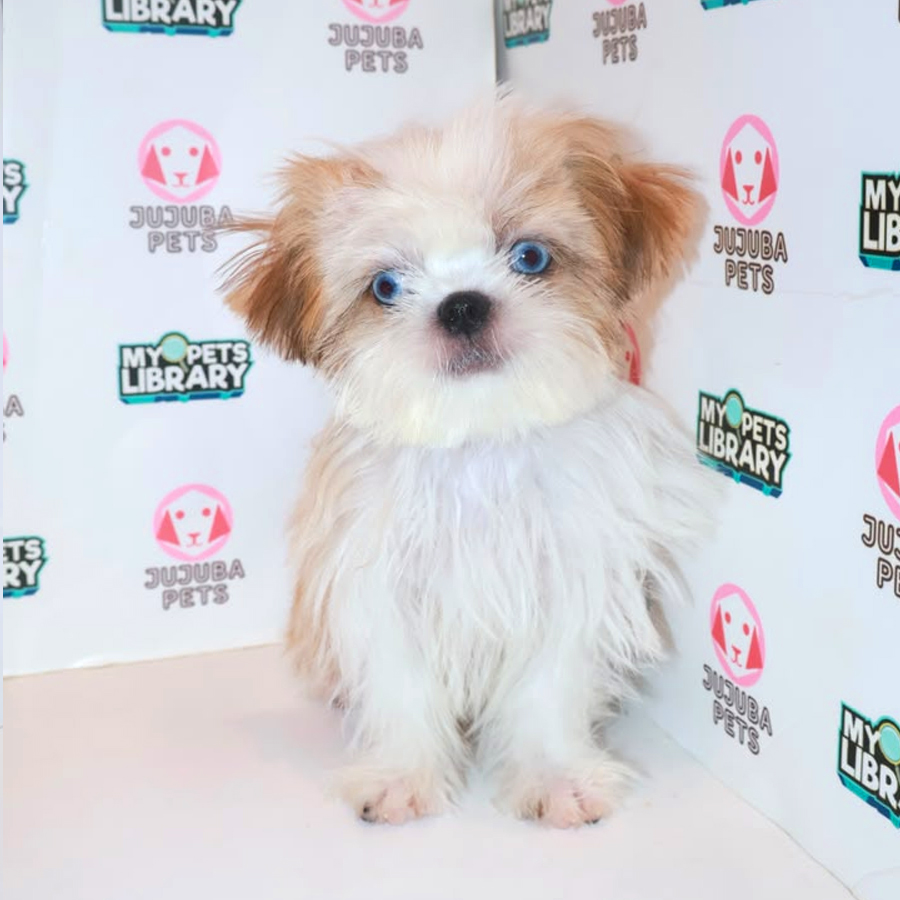Shih Tzu Puppy