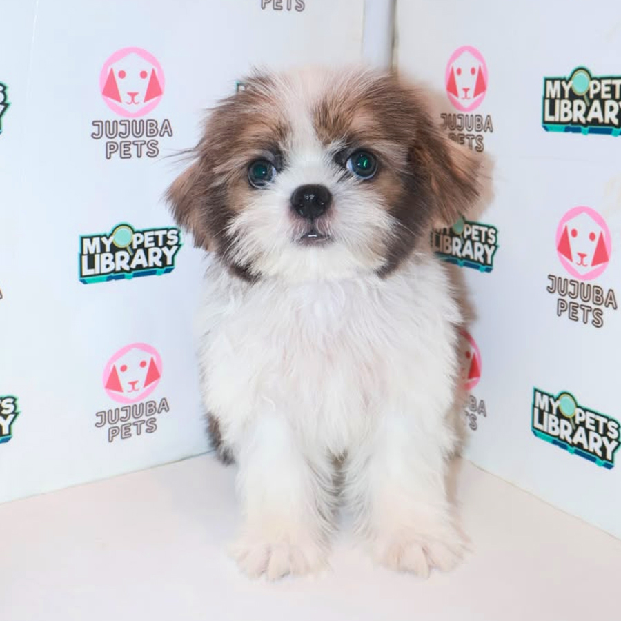 Shih Tzu Puppy