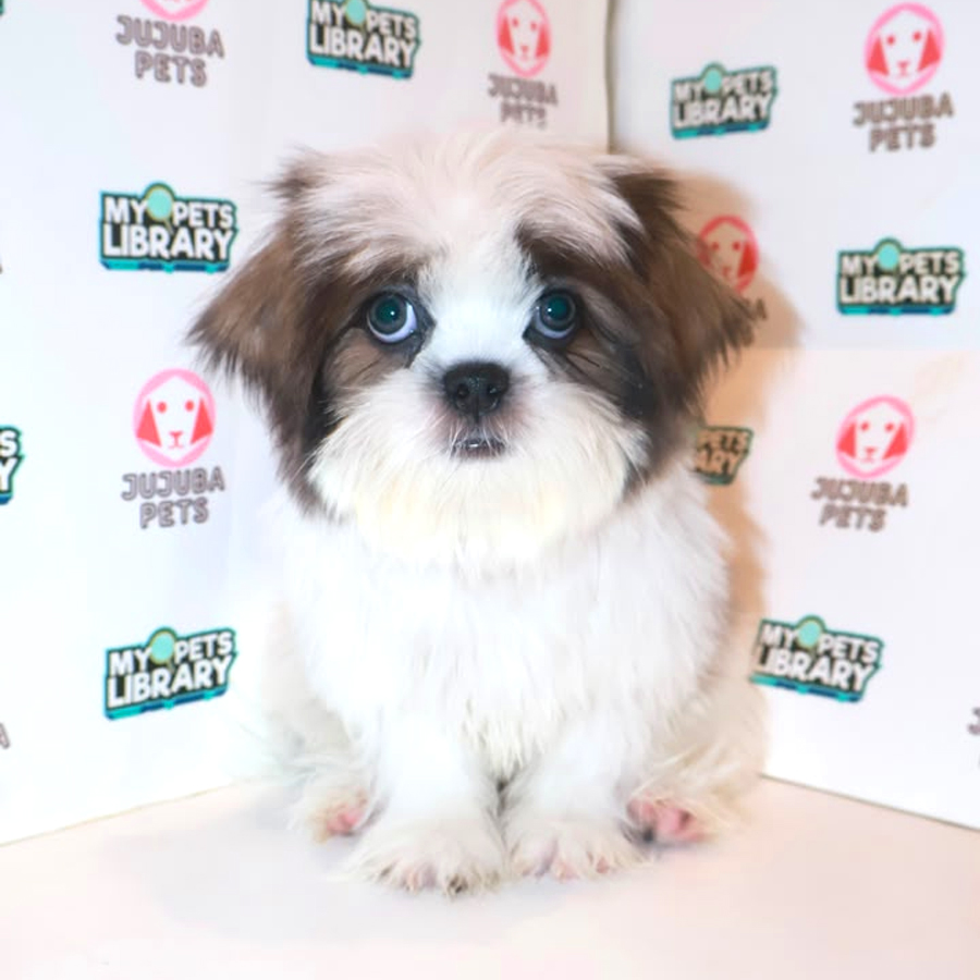 Shih Tzu Puppy