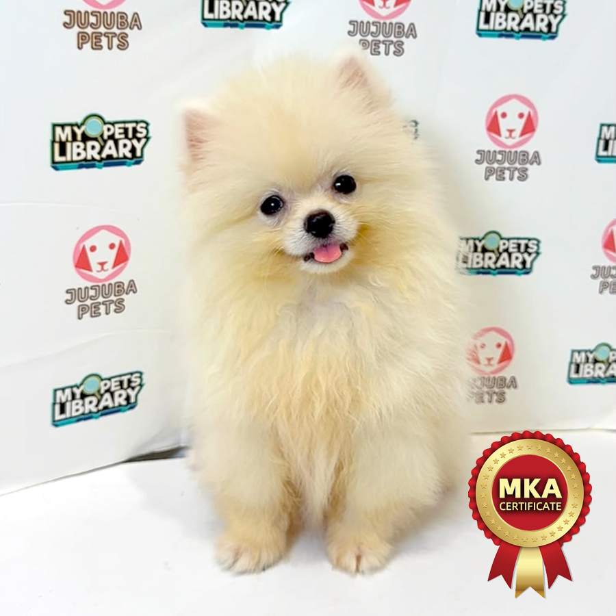 MKA Pomeranian Puppy