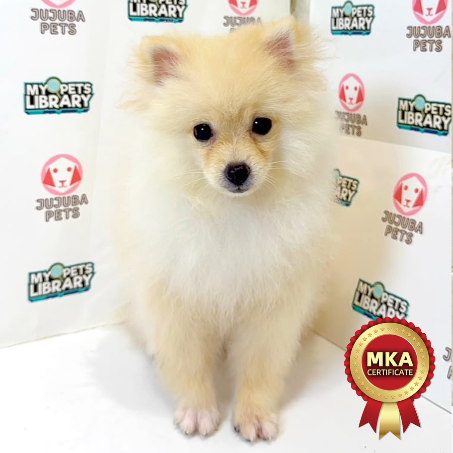 MKA Pomeranian Puppy