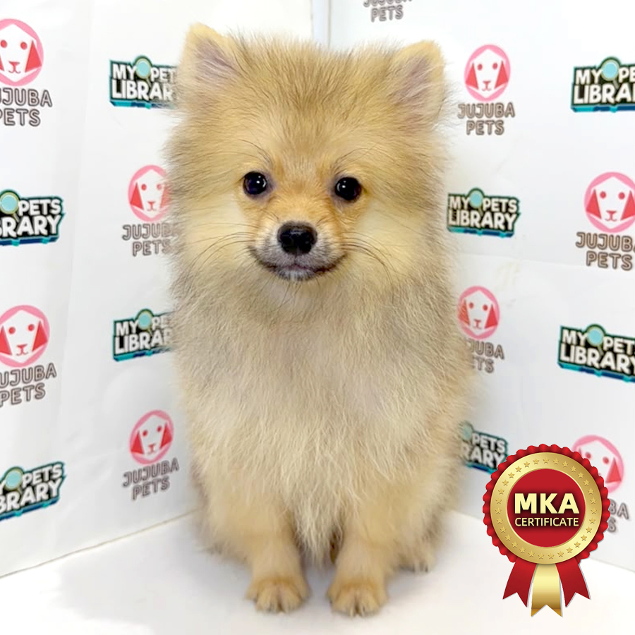 MKA Pomeranian Puppy