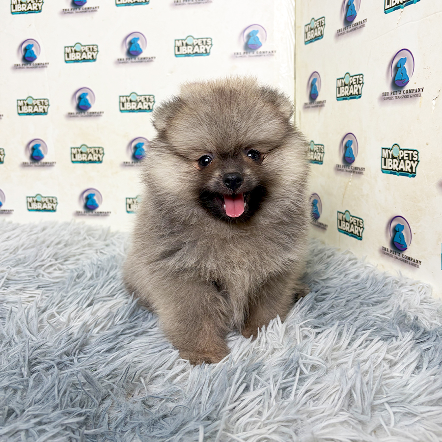 Pomeranian Puppy