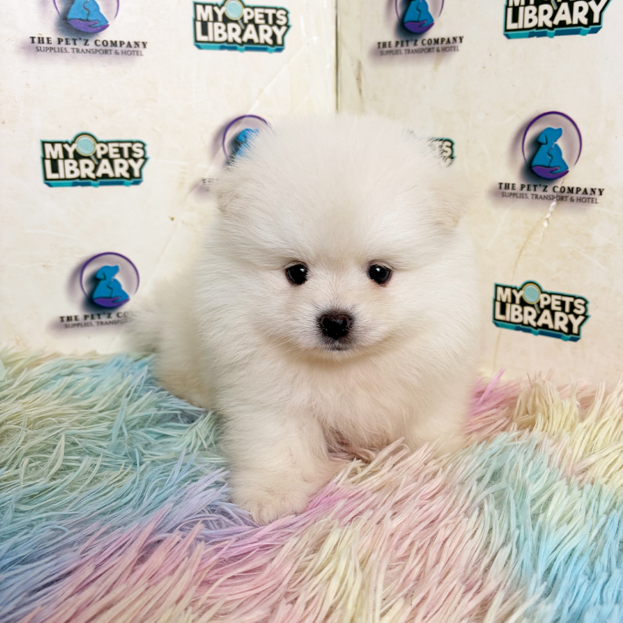 Pomeranian Puppy