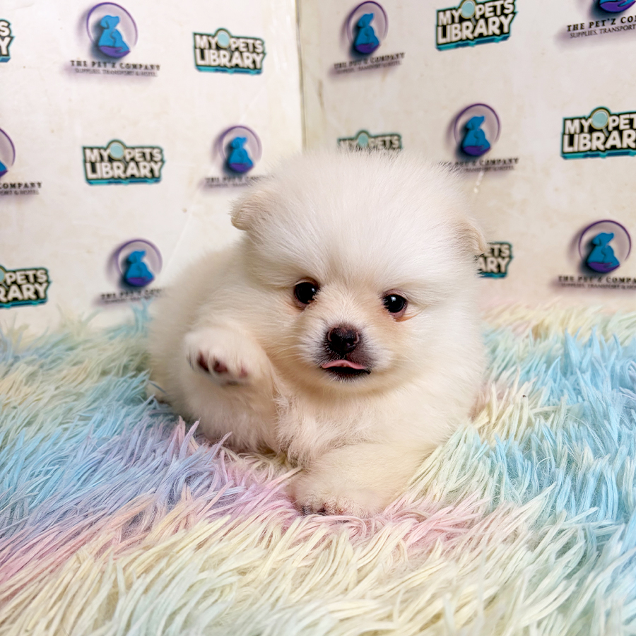 Pomeranian Puppy