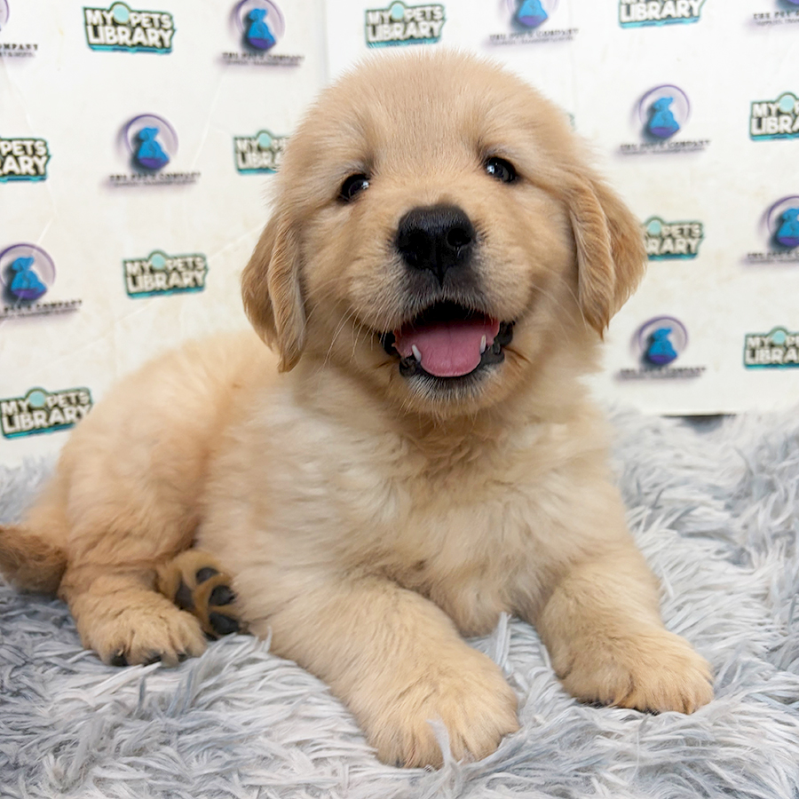 Golden Retriever Puppy