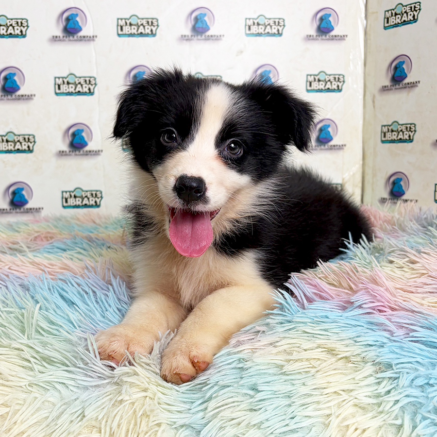Border Collie Puppy