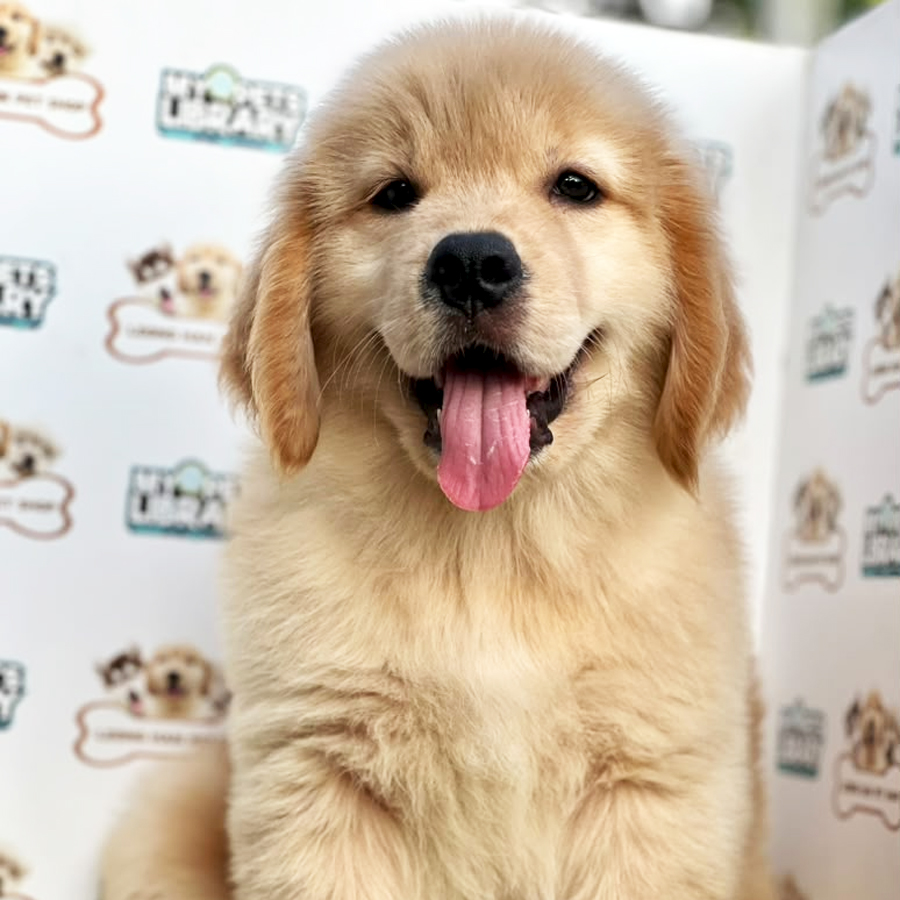 Golden Retriever Puppy